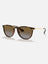 Brown Gradient Polar/Light Havana