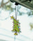 Grinch Tree